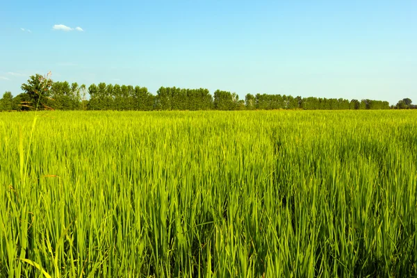 stock image Countryside