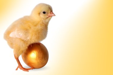 Golden chick born clipart