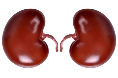 Real kidney clipart