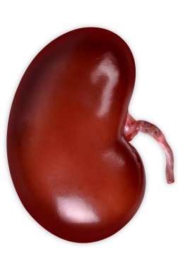 Real kidney clipart