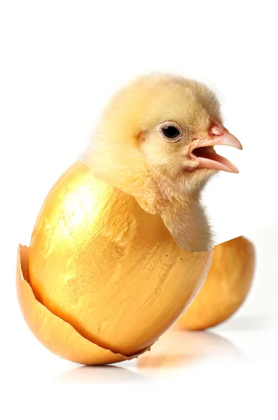 Chick born with golden egg — Stock Photo, Image