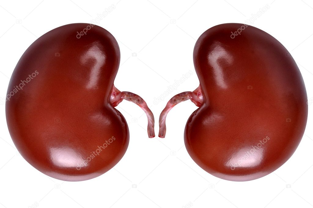 Real kidney