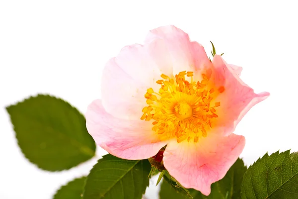 Цветок бриара — стоковое фото