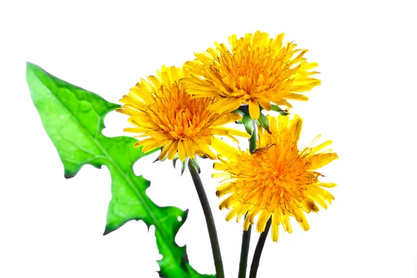 Flower of dandelion — Stock Photo, Image