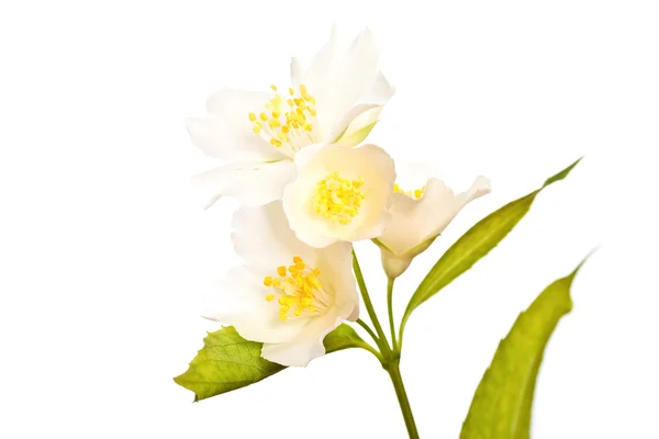 Fiore di gelsomino . — Foto Stock