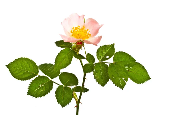 蔷薇花 — 图库照片