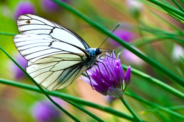 Prachtige vlinder op Lila zomerbloemen — Stockfoto