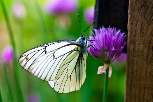 Bella farfalla sui fiori lilla estivi — Foto Stock