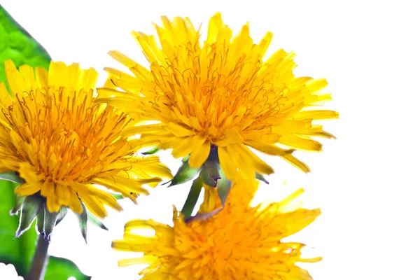 Flower of dandelion — Stock Photo, Image