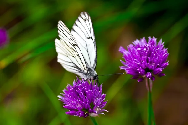 Bela borboleta em flores lilás de verão — Fotografia de Stock