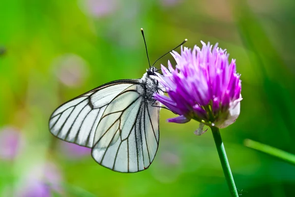 Όμορφη πεταλούδα καλοκαίρι ιώδη λουλούδια — Φωτογραφία Αρχείου