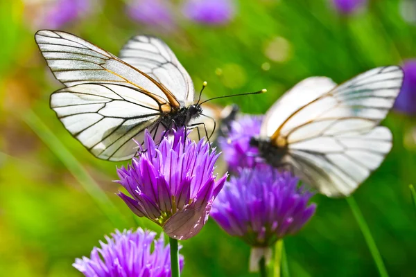 Schöner Schmetterling auf Sommerfliederblumen — Stockfoto