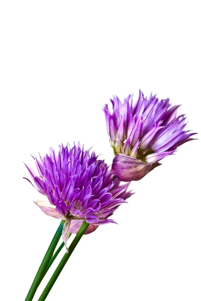 Verano flores lila — Foto de Stock