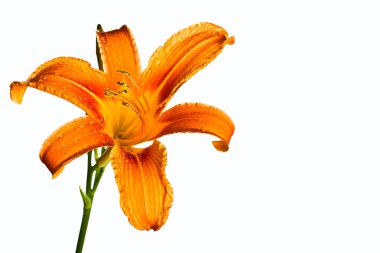 Turuncu kaplan lily
