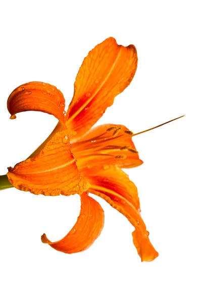Pomarańczowy tiger lily — Zdjęcie stockowe
