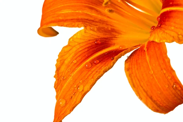 Oranžová lilie tiger — Stock fotografie