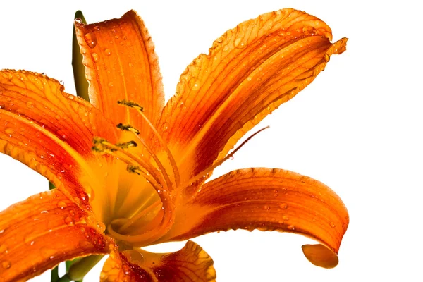 Orange tiger lily — Stock Photo, Image