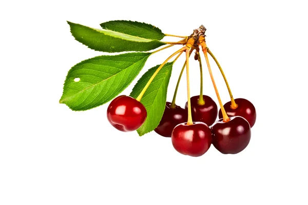 Branch of ripe cherries — Stock Photo, Image