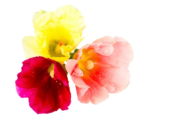 Lindas flores de verão — Fotografia de Stock