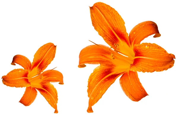 Turuncu kaplan lily — Stok fotoğraf