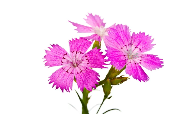 Yaz Pembe çiçek — Stok fotoğraf