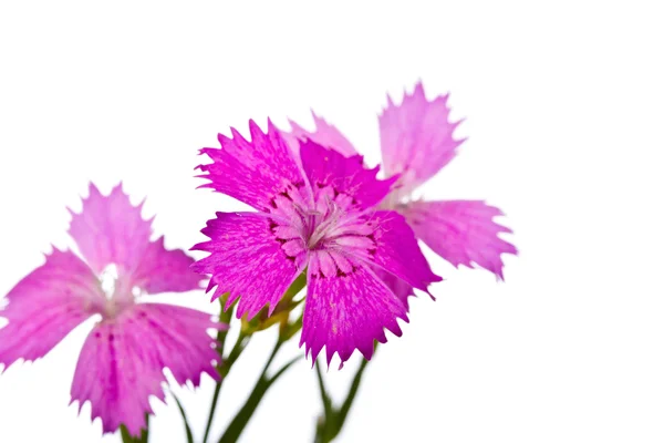 Sommer rosa Blume — Stockfoto