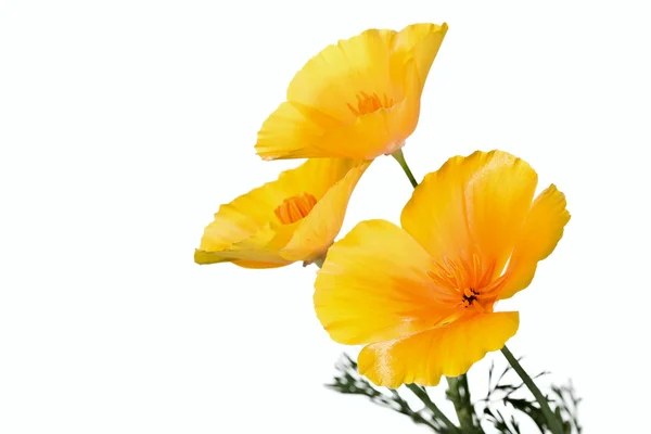Été fleur jaune — Photo