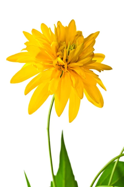 Verano flor amarilla — Foto de Stock