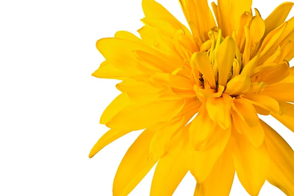 Verano flor amarilla — Foto de Stock