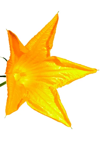 Letní žlutý květ — Stock fotografie