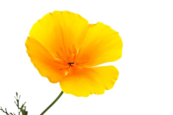 Nyári sárga virág — Stock Fotó