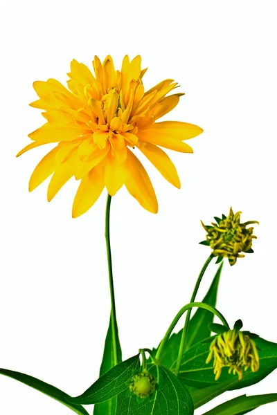 Yaz sarı çiçek — Stok fotoğraf