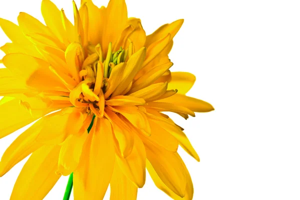 Yaz sarı çiçek — Stok fotoğraf