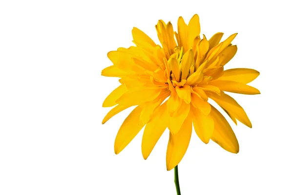 Letní žlutý květ — Stock fotografie