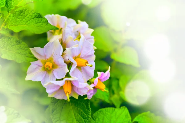 Summer lilac flower — Zdjęcie stockowe