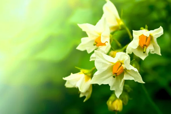 Stock image Summer white flower