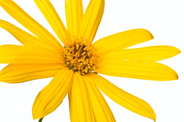 夏季黄色花 — 图库照片