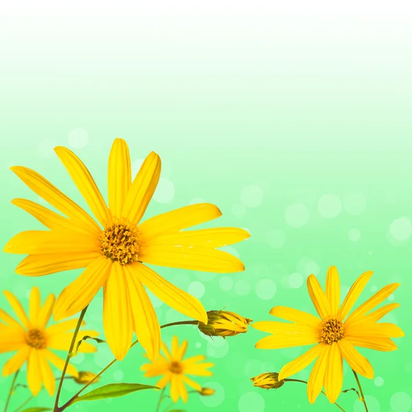 녹색 추상적인 배경에 여름 꽃 — 스톡 사진