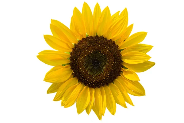 Musim panas dekoratif bunga matahari — Stok Foto