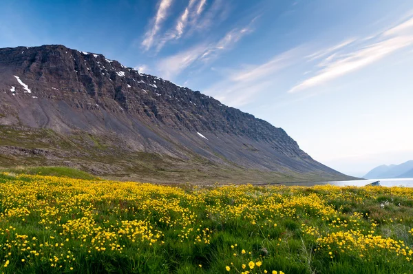 Mountain and meadow of yellow flowers — Stok fotoğraf