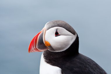 Cute puffin bird close up portrait clipart