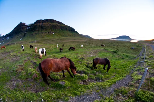 İzlanda'nın atları — Stok fotoğraf