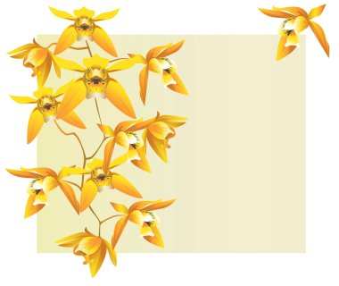 Yellow orchids clipart