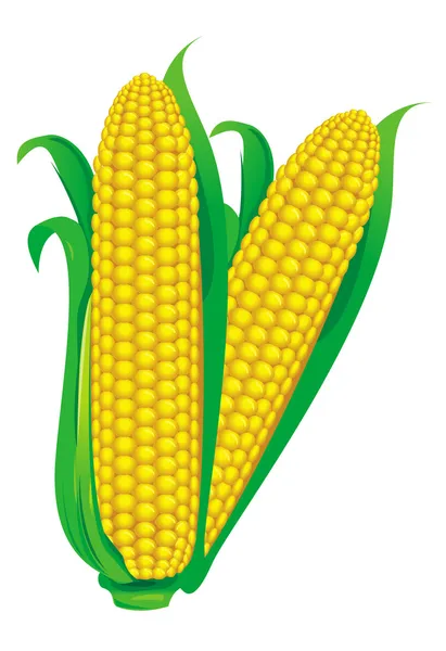 Векторная иллюстрация кукурузы — стоковый вектор