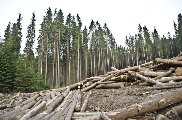 Wylesianie — Zdjęcie stockowe