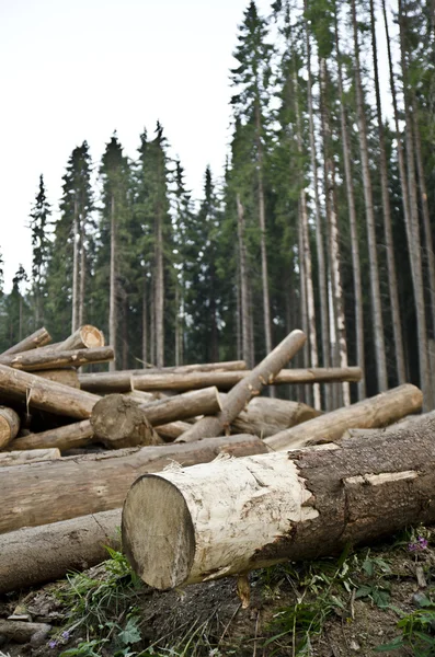 Ormanların tahrip edilmesi