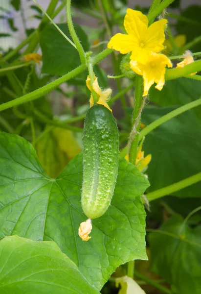 Komkommer planten — Stockfoto