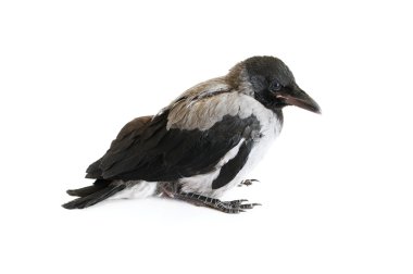 Little crow clipart