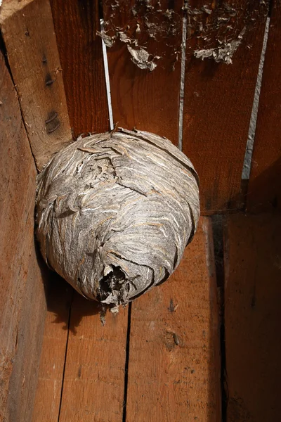 stock image Hornet's nest
