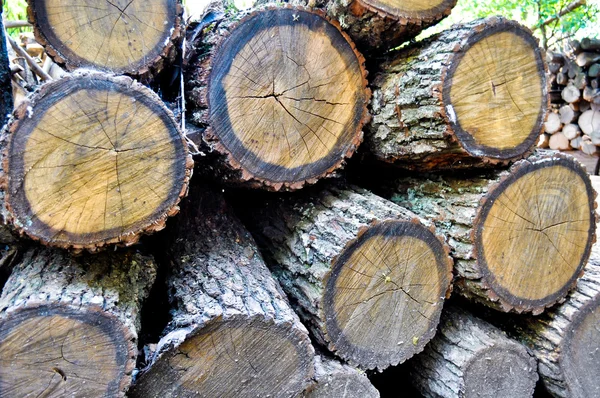 stock image Acacia logs